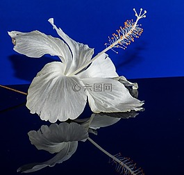 芙蓉,開花,花