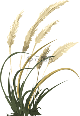 小麦,草,农业