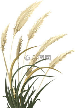 小麦,草,自然