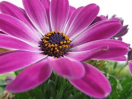 非洲菊,花,粉紅色