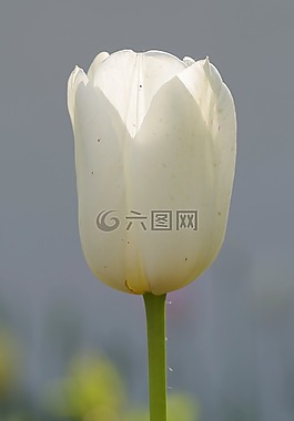 郁金香,白,花