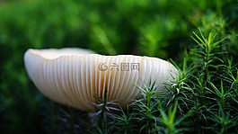 性質,蘑菇,草