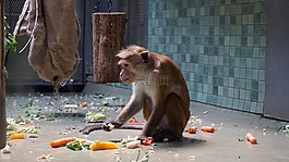 動物,性質(zhì),可愛