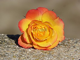 羅莎,花瓣,黃玫瑰