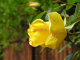 鮮花,玫瑰,黃色