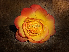 羅莎,花瓣,黃玫瑰