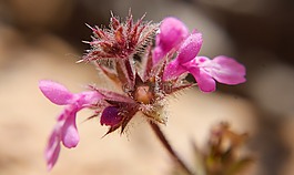 花,鄉(xiāng)村,鮮花