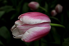 郁金香,花卉,春天
