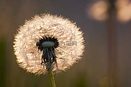蒲公英,鮮花,夏季