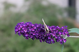 蝴蝶,花,春