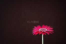 非洲菊,花,開花
