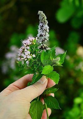 烹飪草藥,草藥花,花園