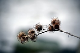 薊,性質,廠