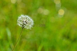 自然,花,植物