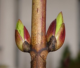 芽,關(guān)閉,性質(zhì)