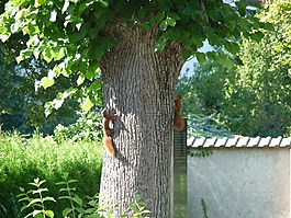 松鼠,動物,possierlich
