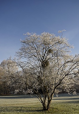 公園,木材,樹