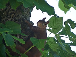松鼠,動物,possierlich