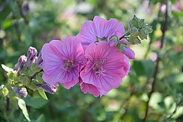 鮮花,粉色,性質(zhì)