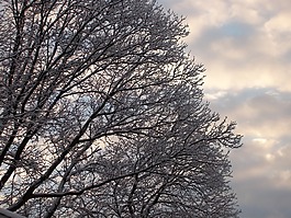 雪,樹,云