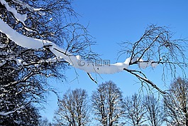 冬天,雪,樹木