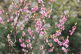 花,綻放,性質(zhì)