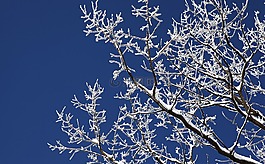 木材,冬季,雪