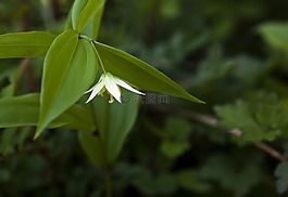 鮮花,aeginari,野花