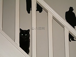 黑貓,黑色白色,國內(nèi)動物