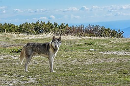 狗,huskey,赫斯基
