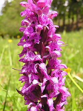 蘭花,鮮花,廠