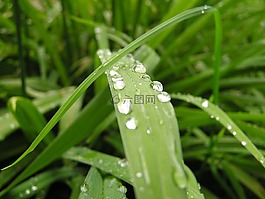 草,性質(zhì),廠