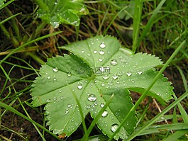 草,性質(zhì),廠