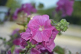 鮮花,粉色,性質(zhì)