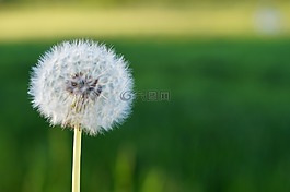 蒲公英,花,性質(zhì)