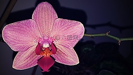 花,植物區(qū)系,自然