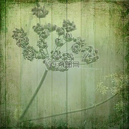 纹理,背景,鲜花