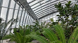 橘園,花園,蕨類植物