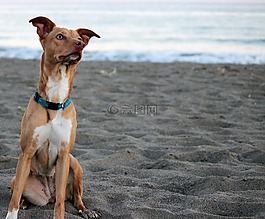 獵犬,海灘,寵物