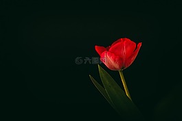郁金香,花弹簧,春天的花朵