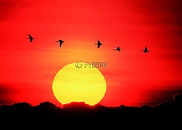 鵝,飛行,日落