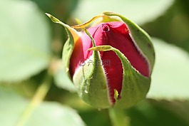 鮮花,玫瑰,玫瑰花