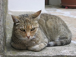 貓咪,貓,寵物