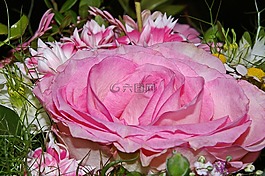 玫瑰,花束,鮮花