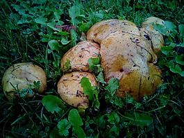 蘑菇,水分,草