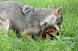 捕食者,狗,狼