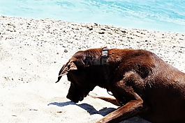 狗,動物,海