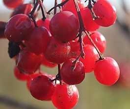 葡萄,群集,成熟