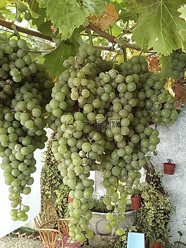 性質(zhì),植物,葡萄