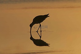 鳥,日出,景觀